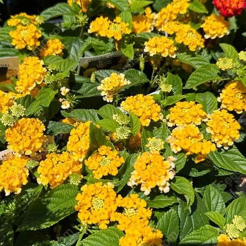 Lantana Passionfruit Seeds