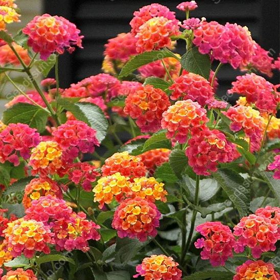 Lantana Passionfruit Seeds