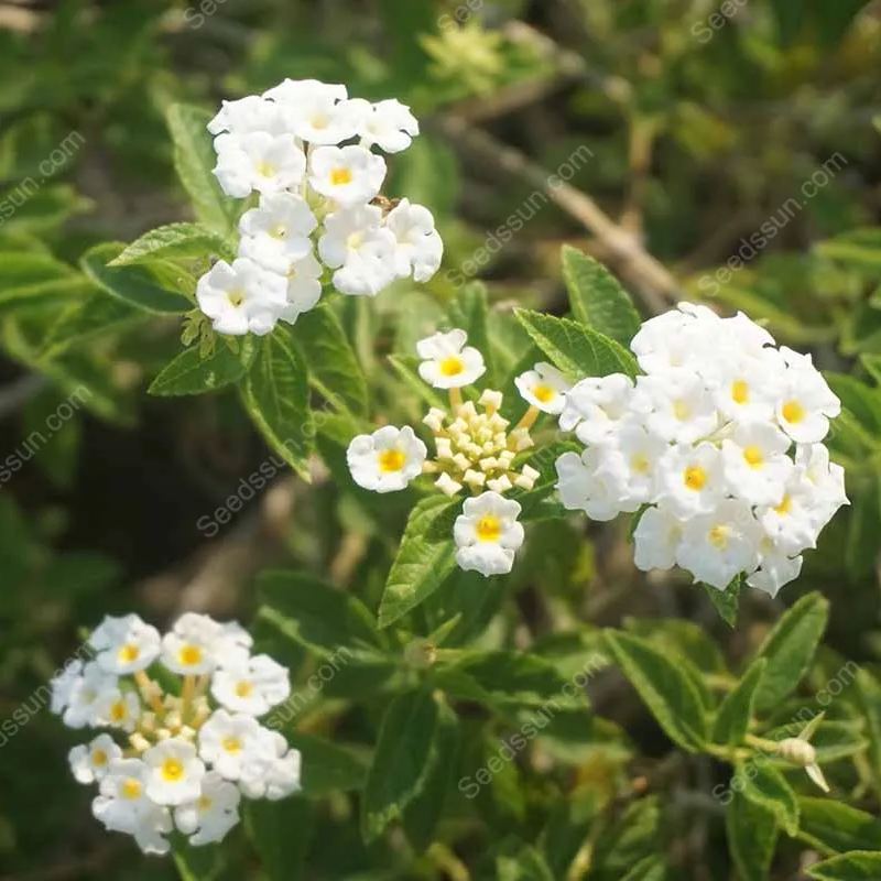 Lantana Passionfruit Seeds