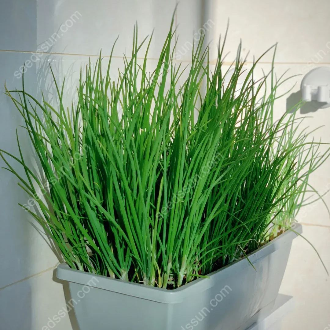 All Seasons Allium Schoenoprasum Seeds