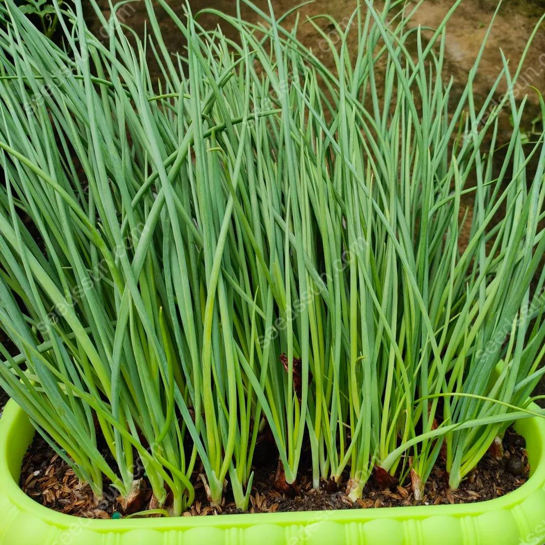 All Seasons Allium Schoenoprasum Seeds
