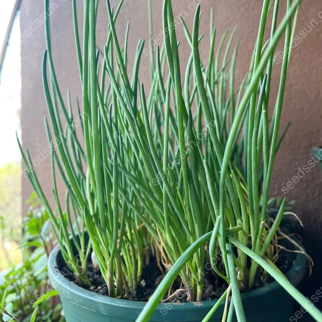 All Seasons Allium Schoenoprasum Seeds