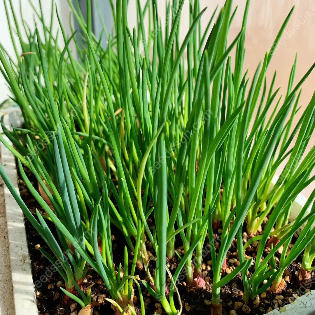 All Seasons Allium Schoenoprasum Seeds