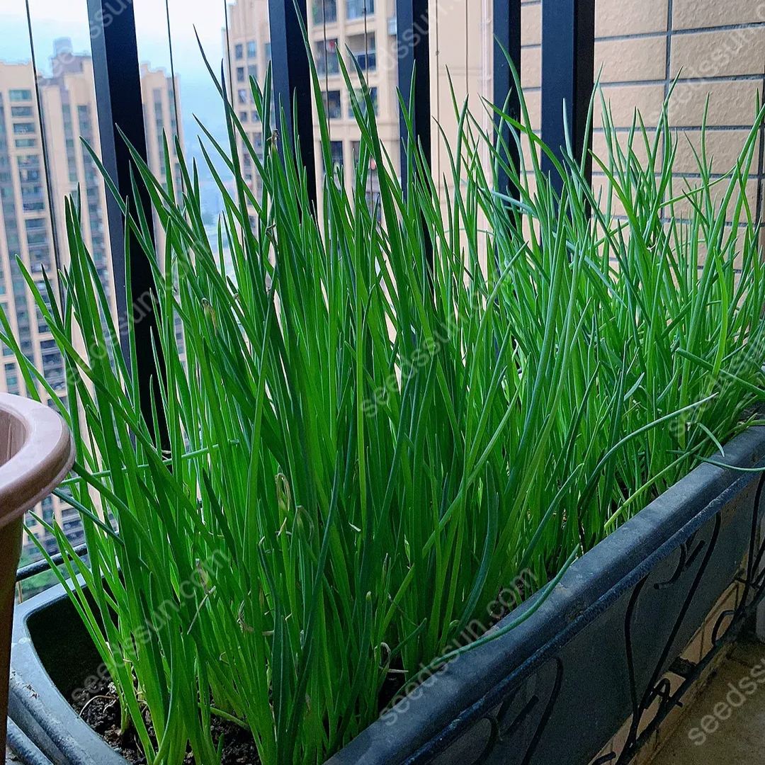 All Seasons Allium Schoenoprasum Seeds