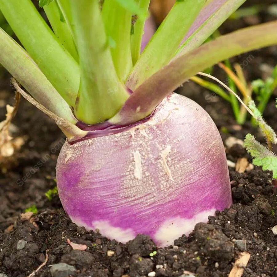 Purple Top White Globe Turnip Seeds