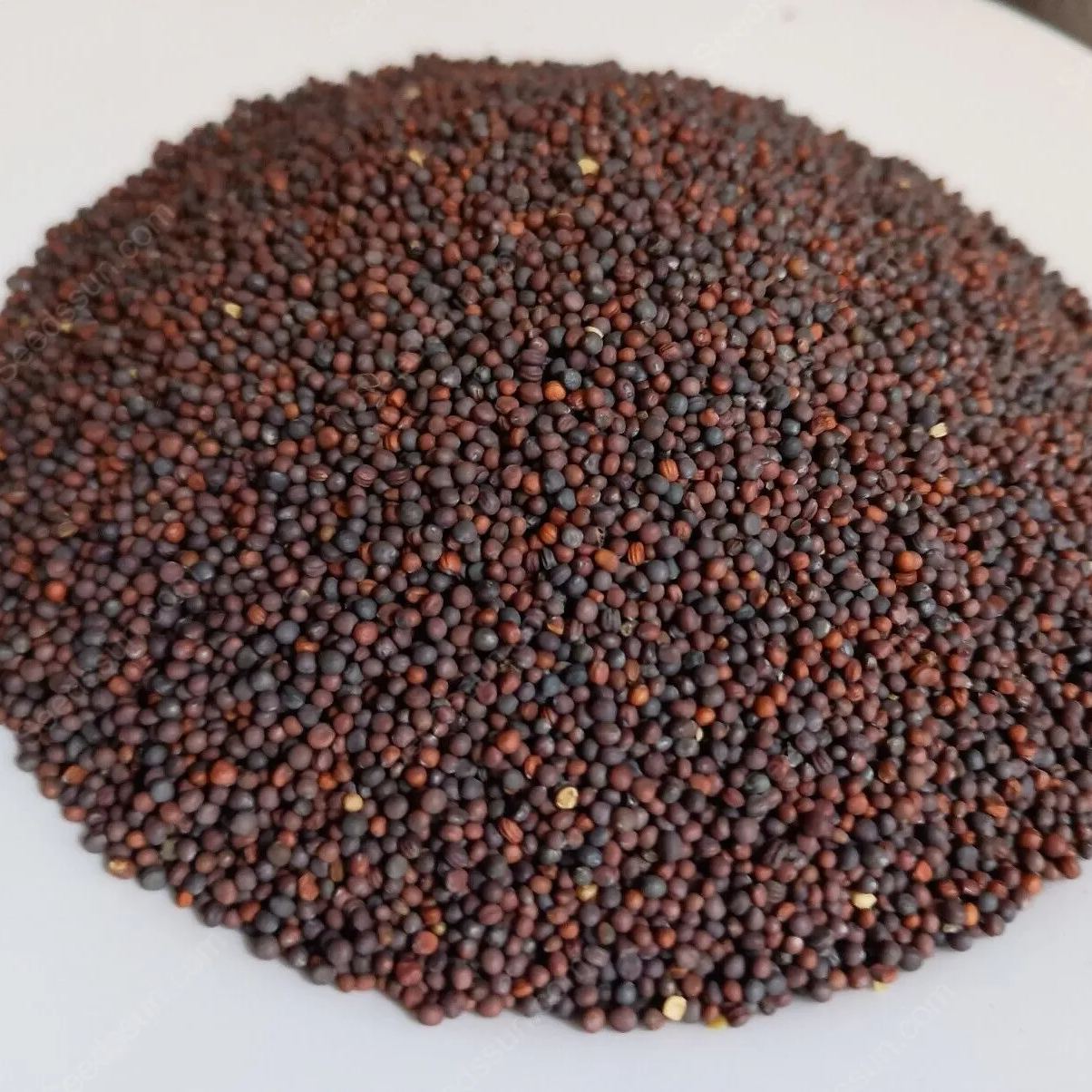 Purple Top White Globe Turnip Seeds