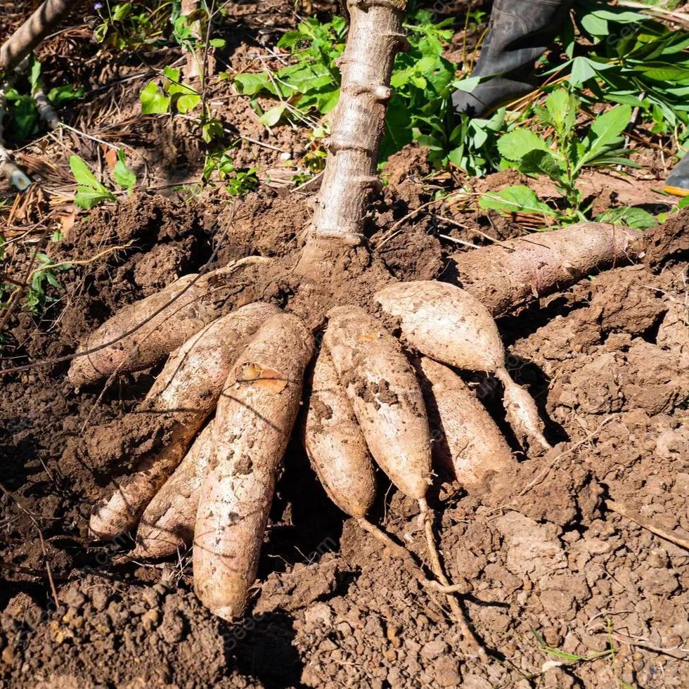 Cassava, Yuca Seed