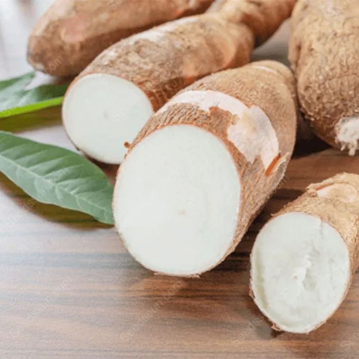 Cassava, Yuca Seed