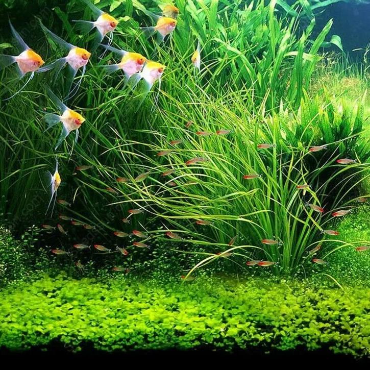 Big Cow Grass Aquarium Plant Seeds