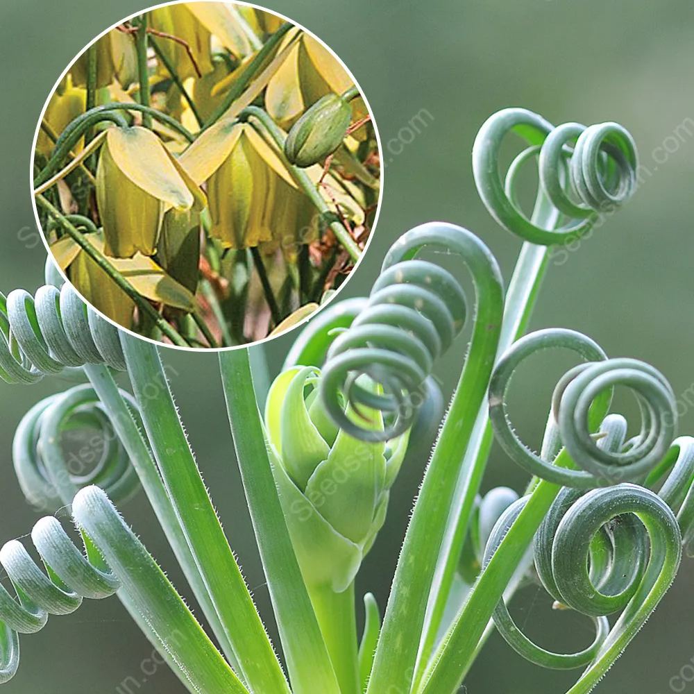 Albuca Spiralis 'Frizzle Sizzle'  [Rare Succulents]