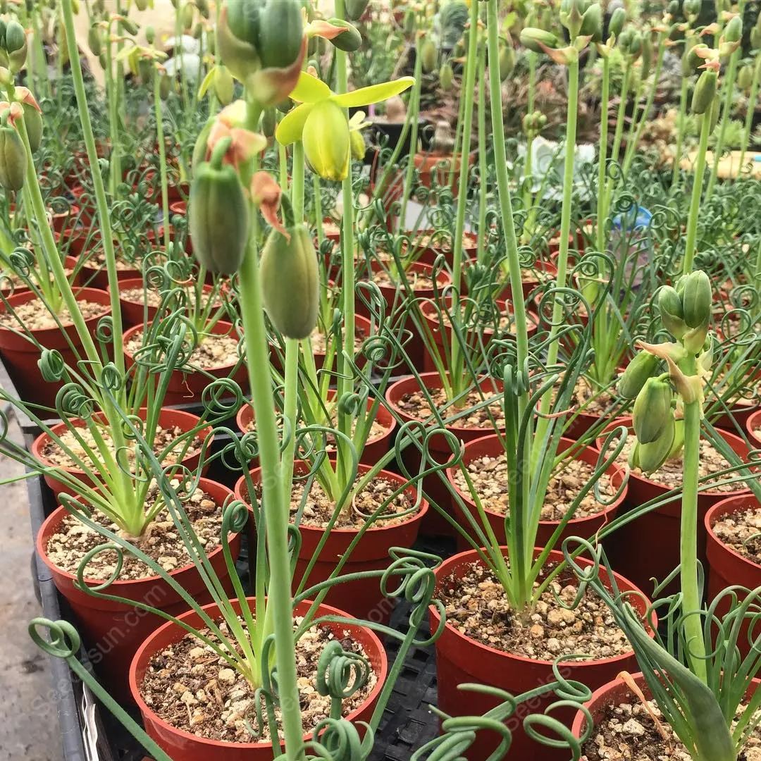 Albuca Spiralis 'Frizzle Sizzle'  [Rare Succulents]