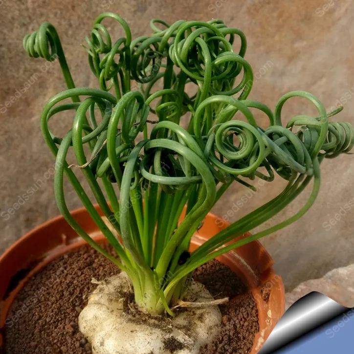Albuca Spiralis 'Frizzle Sizzle'  [Rare Succulents]