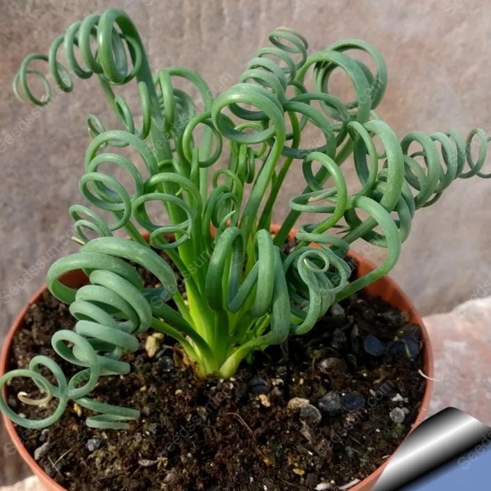 Albuca Spiralis 'Frizzle Sizzle'  [Rare Succulents]