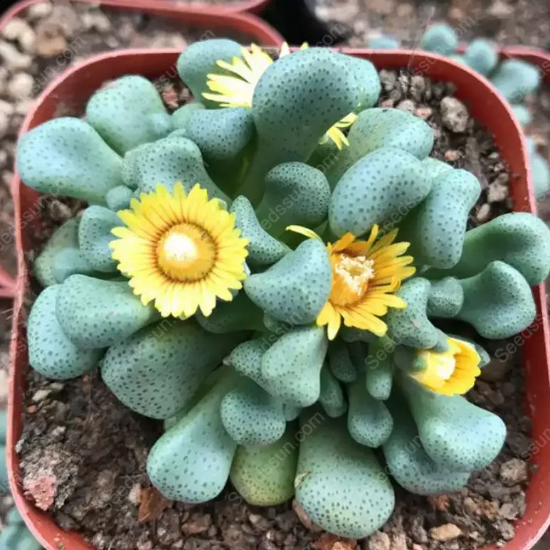 Living stone (Aloinopsis schooneesii)
