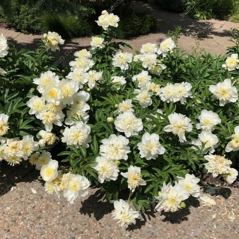Peony Seeds-Honey Gold