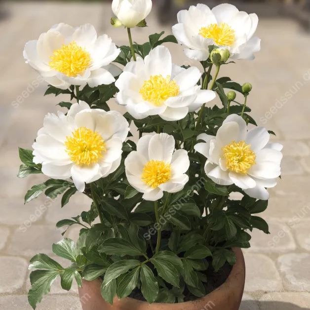 Peony Seeds-Honey Gold