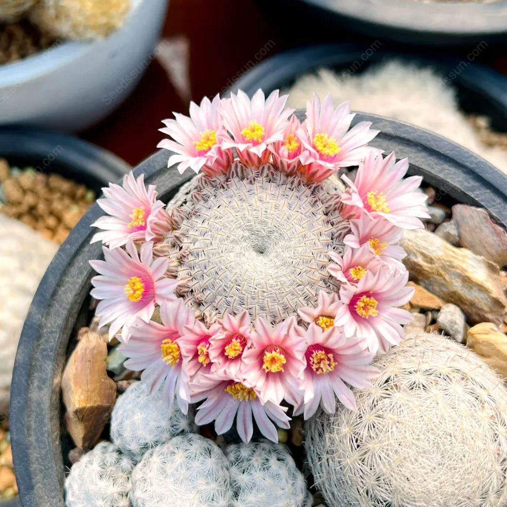 Mammillaria Lenta
