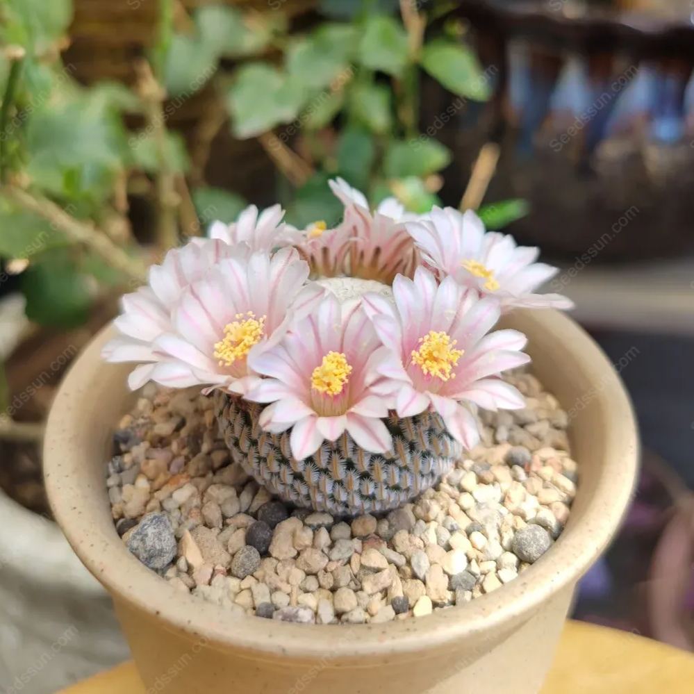 Mammillaria Lenta