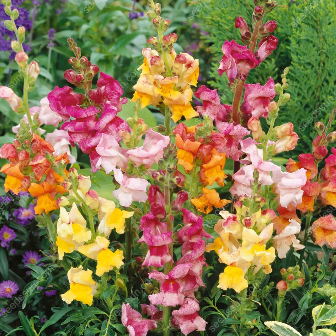 Antirrhinum majus Seeds