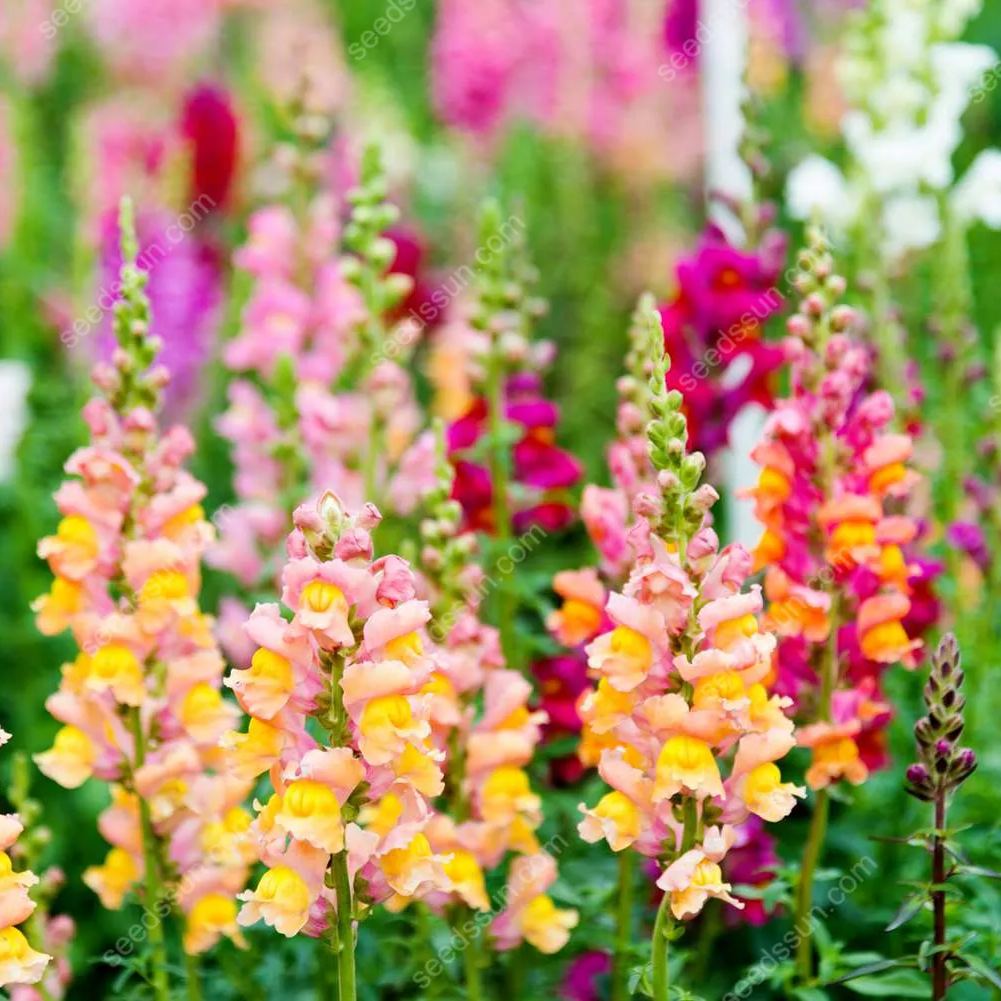 Antirrhinum majus Seeds