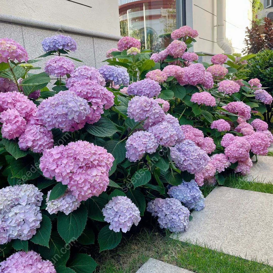 Rare Hydrangea Seeds