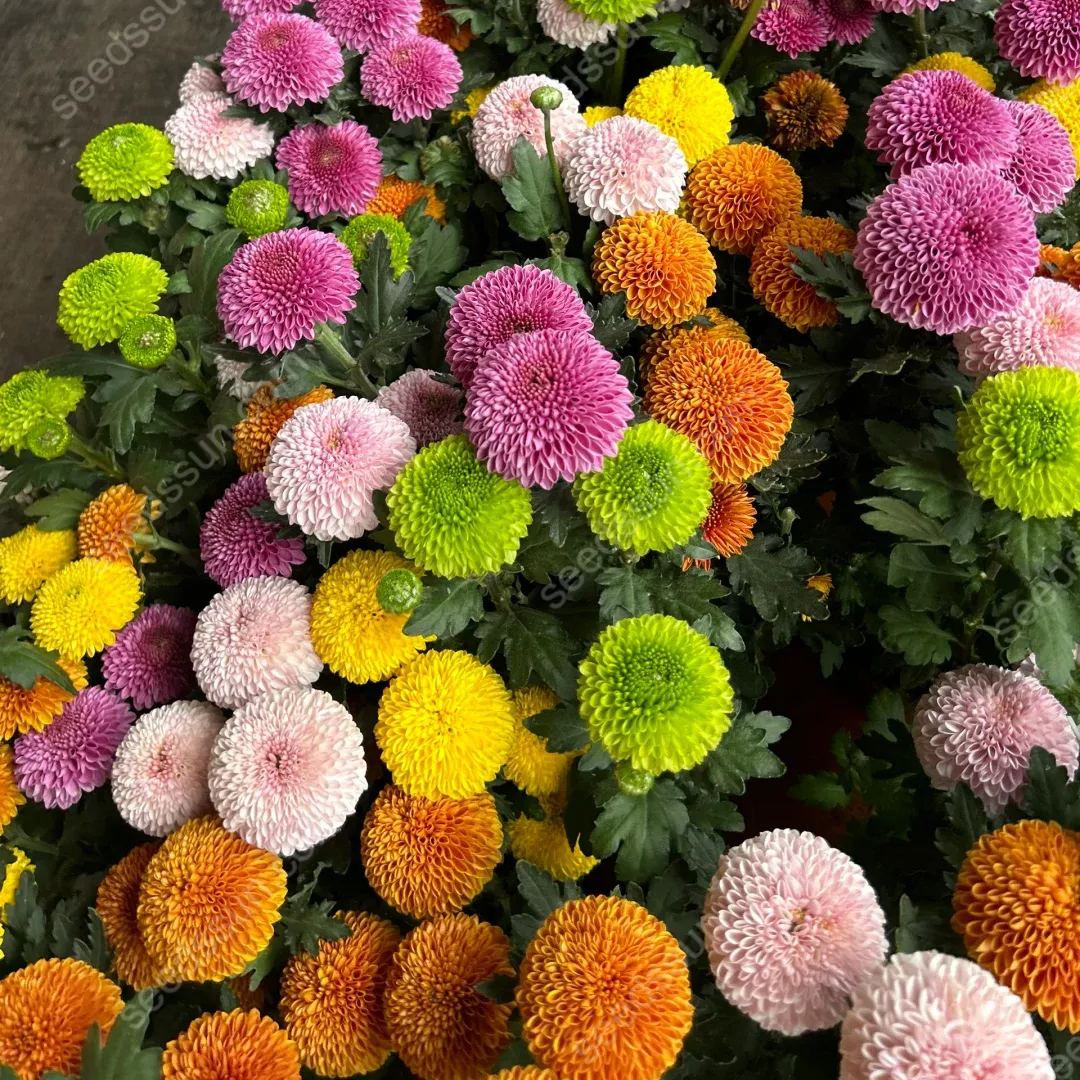 Ping Pong Chrysanthemum Seeds