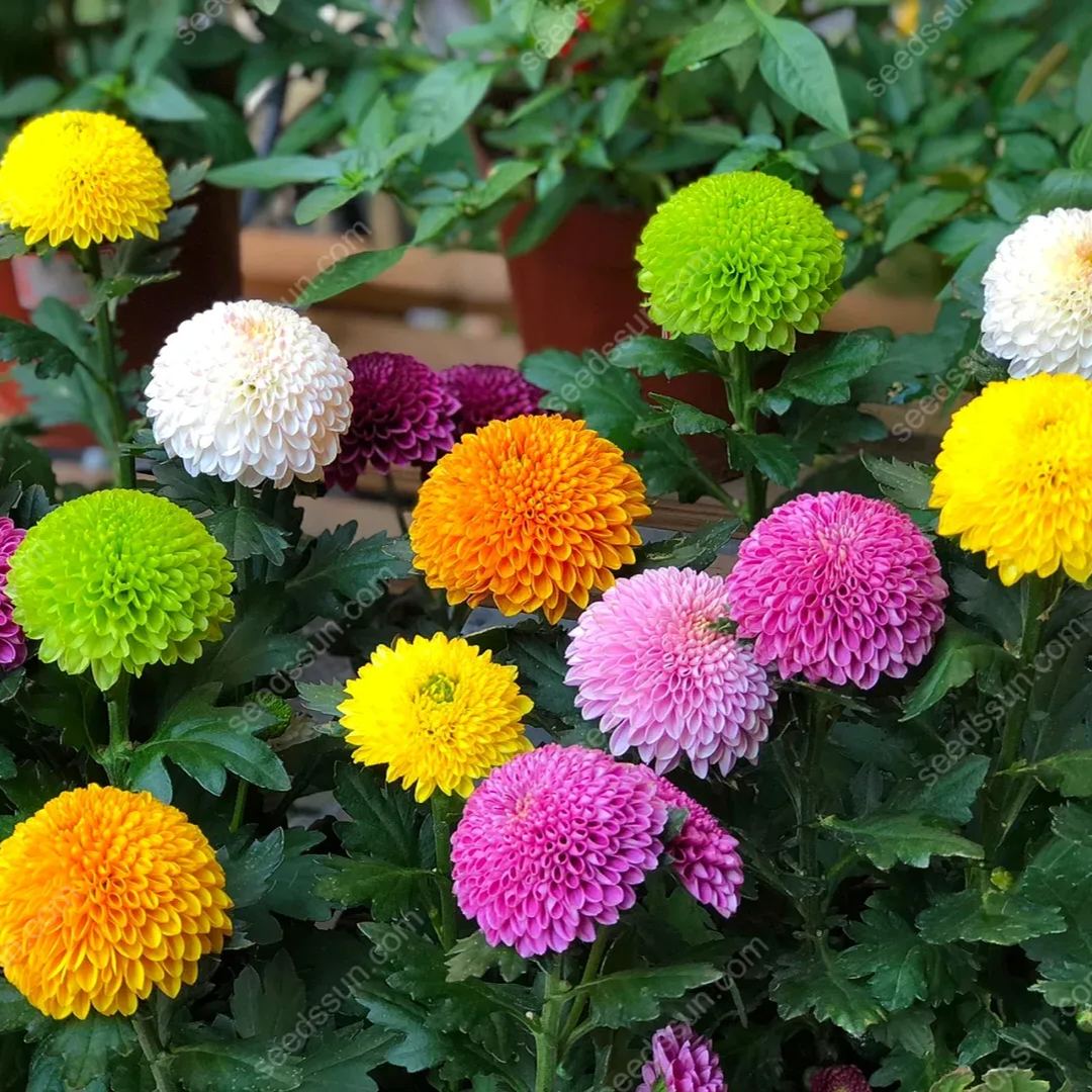 Ping Pong Chrysanthemum Seeds
