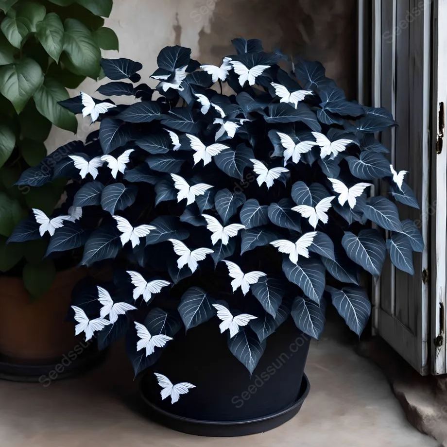 Moonlight Butterfly Begonia Seeds