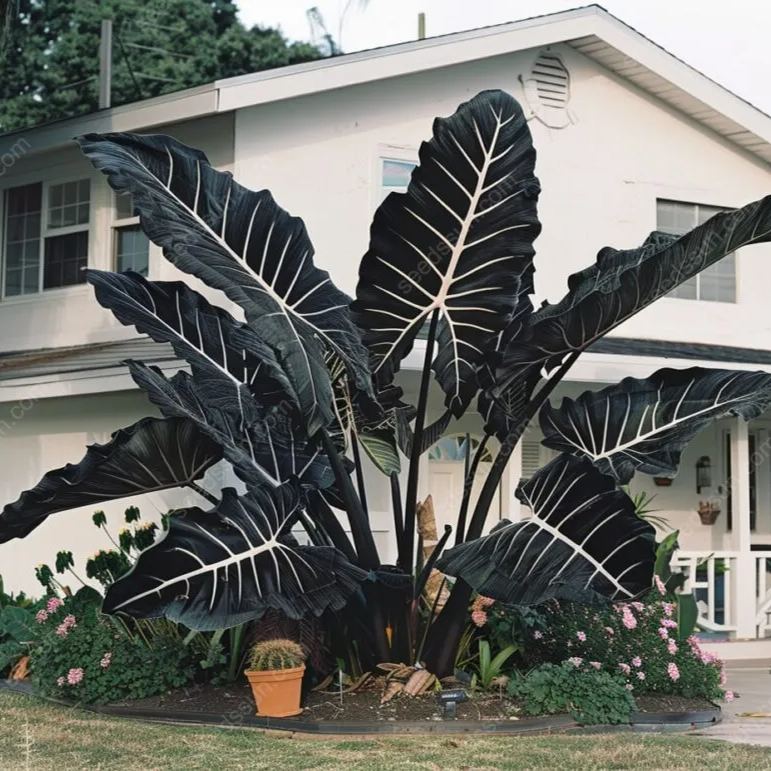 Giant Caladium Seeds