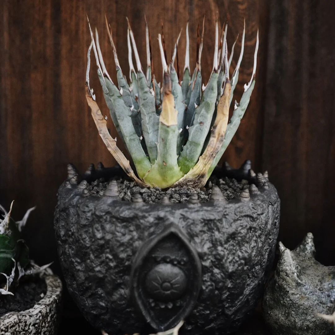 Agave seeds