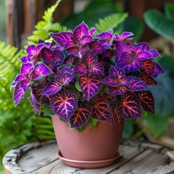 Coleus Seeds