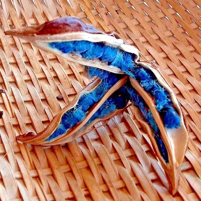 Ravenala Madagascariensis Seeds