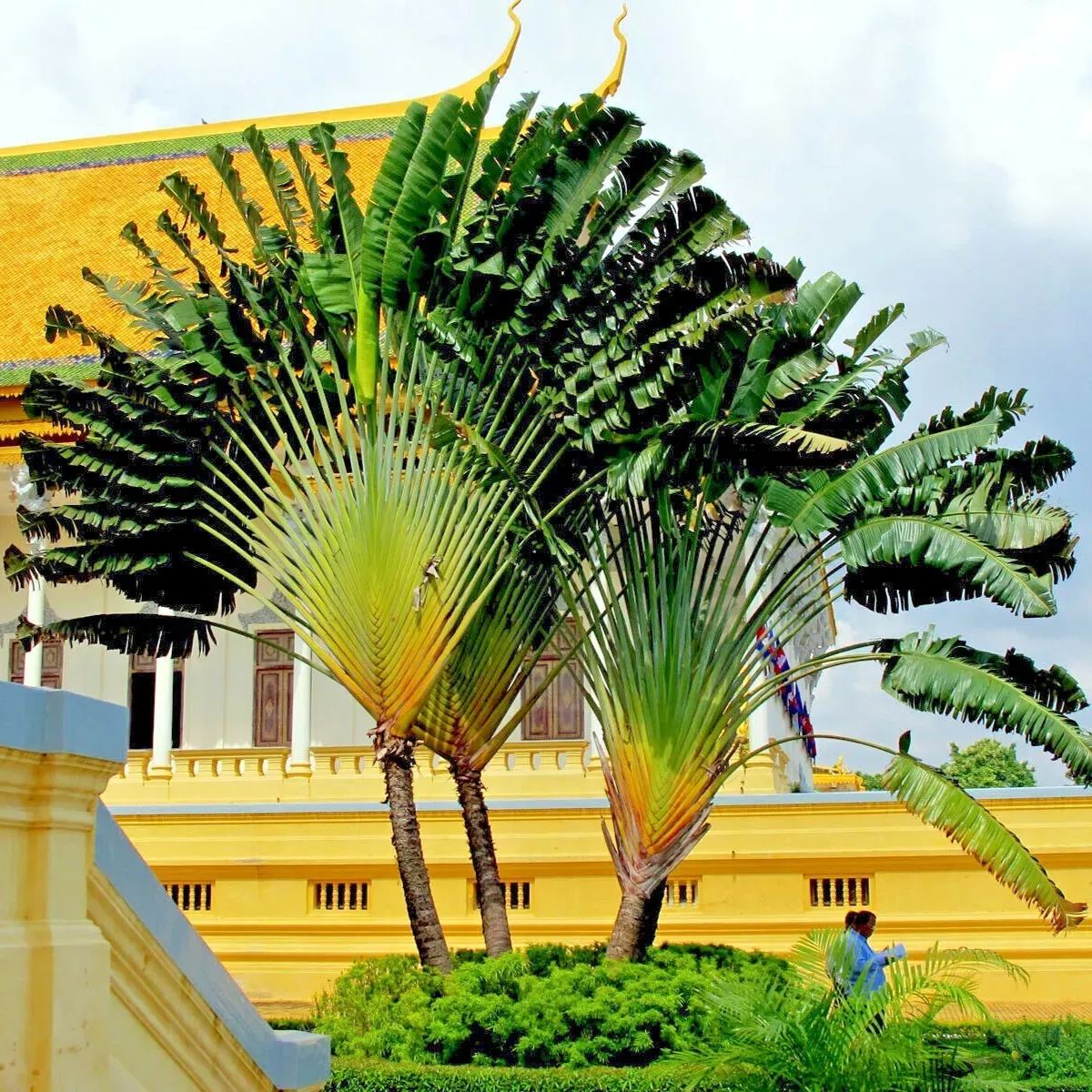 Ravenala Madagascariensis Seeds