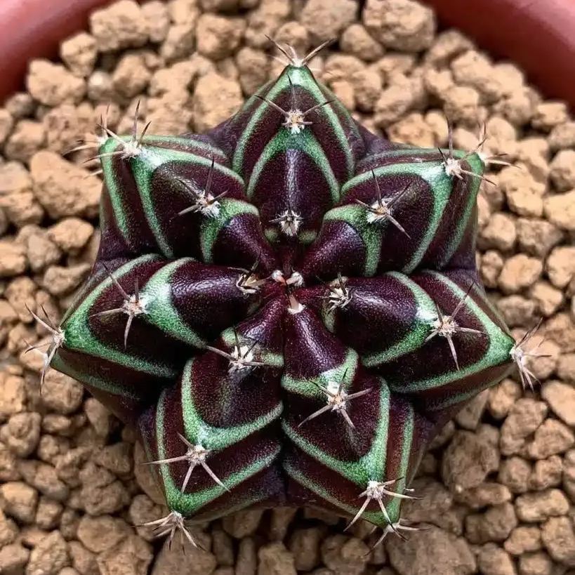 Rare Succulent Seeds