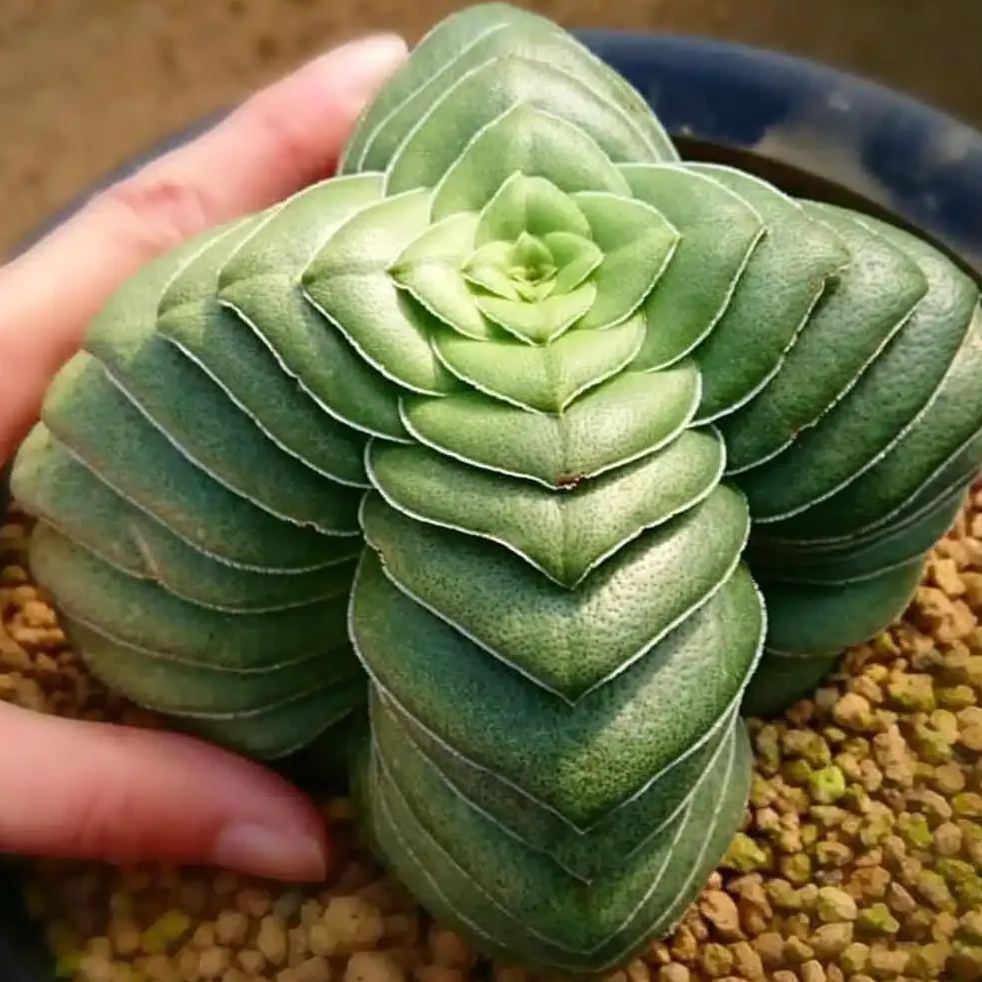 Rare Succulent Seeds