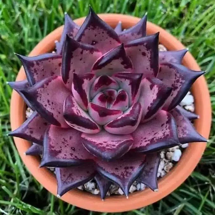 Rare Succulent Seeds