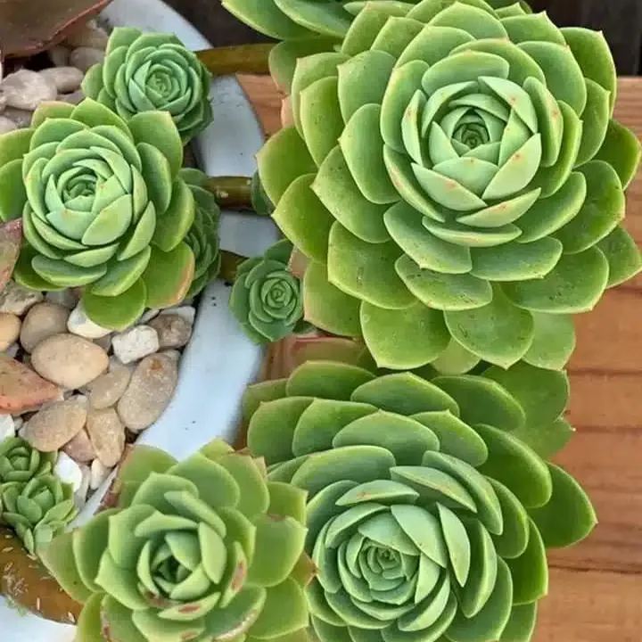 Rare Succulent Seeds