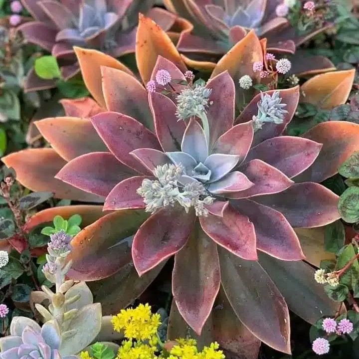 Rare Succulent Seeds