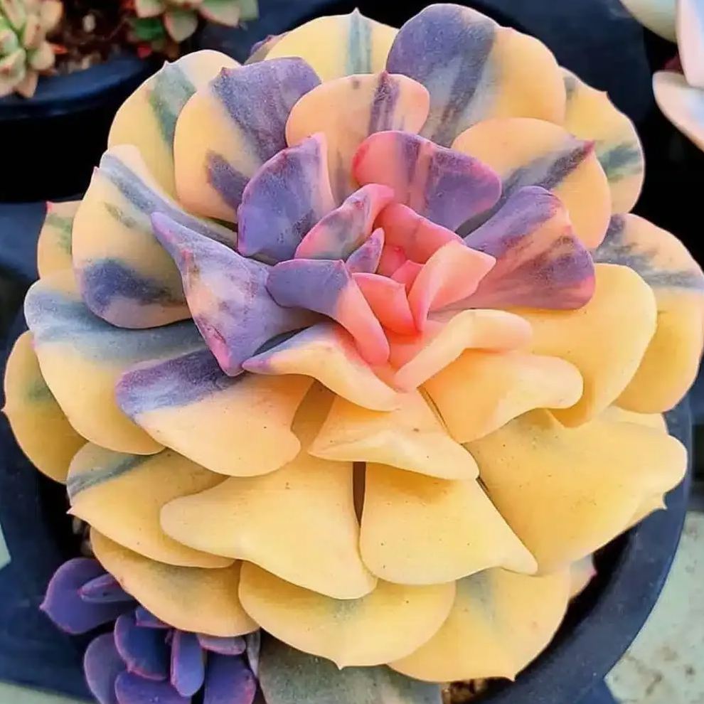 Rare Succulent Seeds