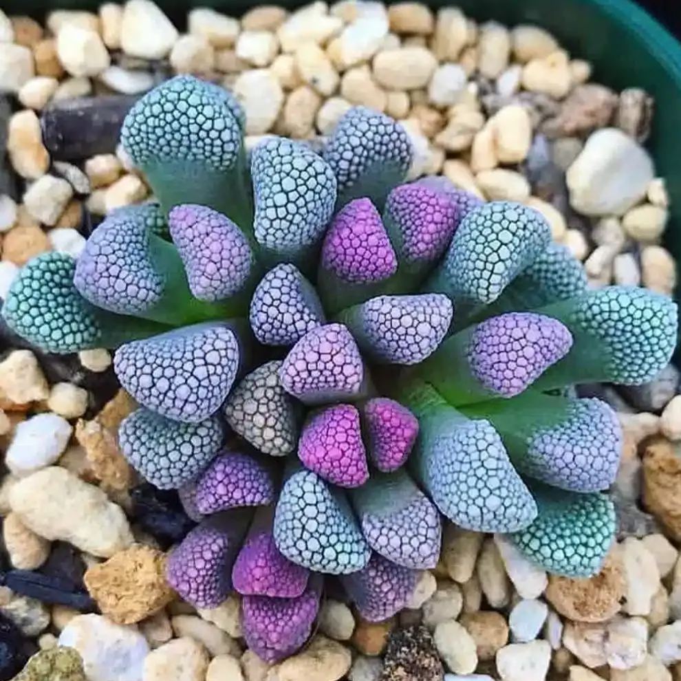 Rare Succulent Seeds