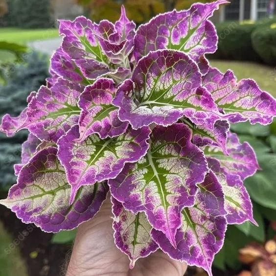 Colored Caladium Seeds
