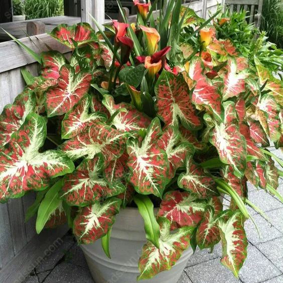 Colored Caladium Seeds