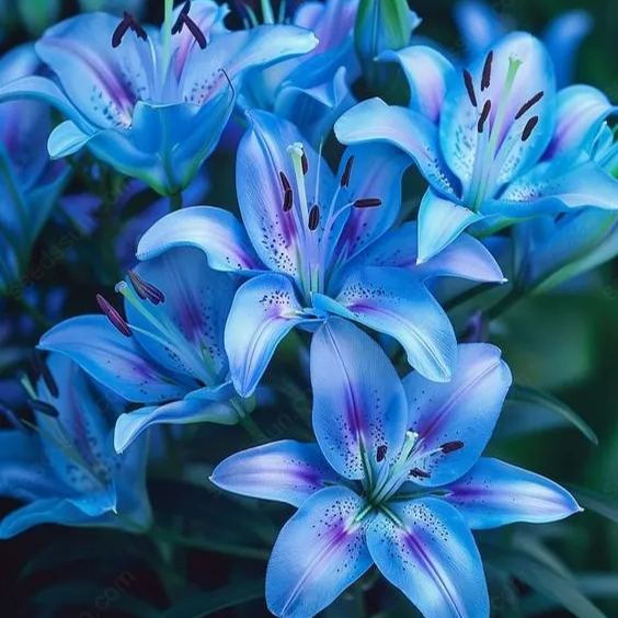 Rare Blue Lily Seeds