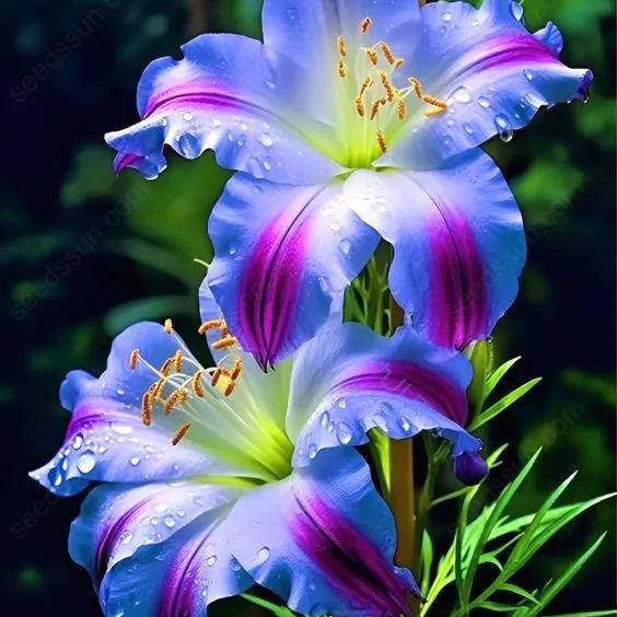 Rare Blue Lily Seeds