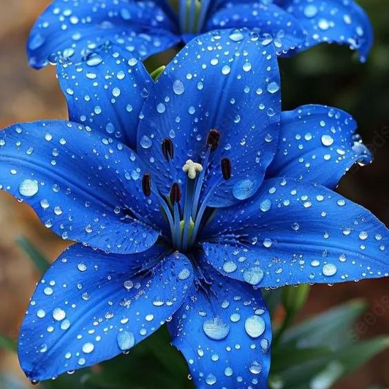 Rare Blue Lily Seeds
