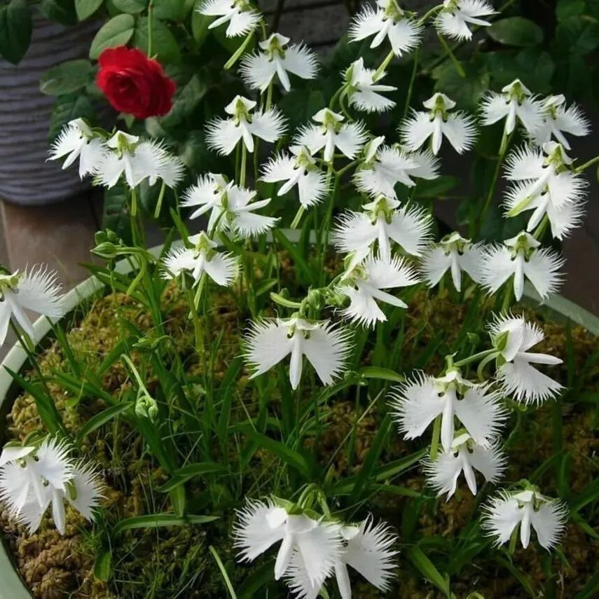 Egret Flower Seeds