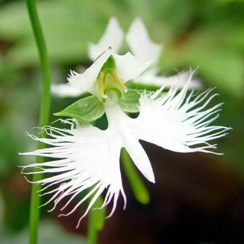 Egret Flower Seeds
