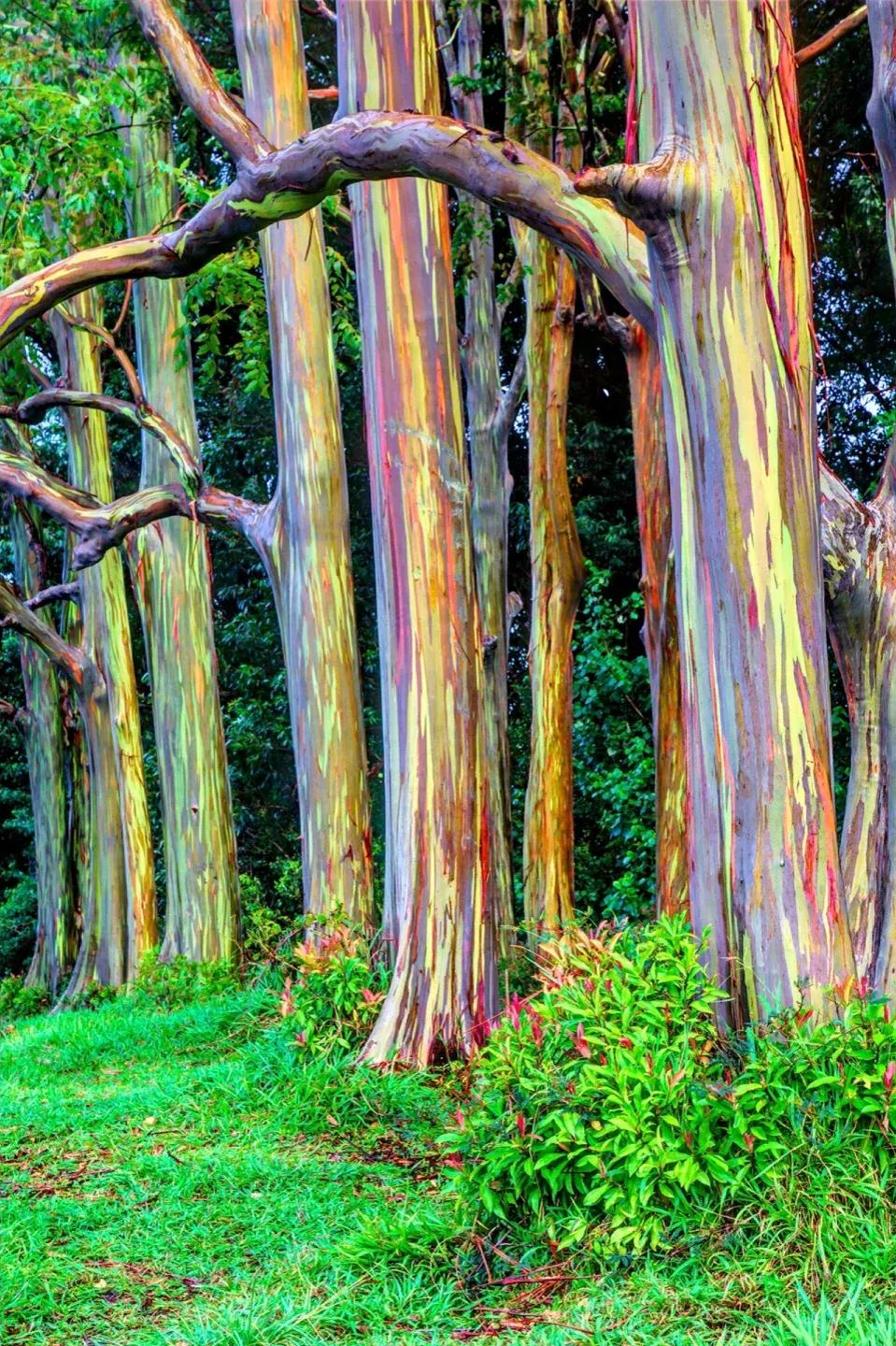 Rainbow Eucalyptus Seeds