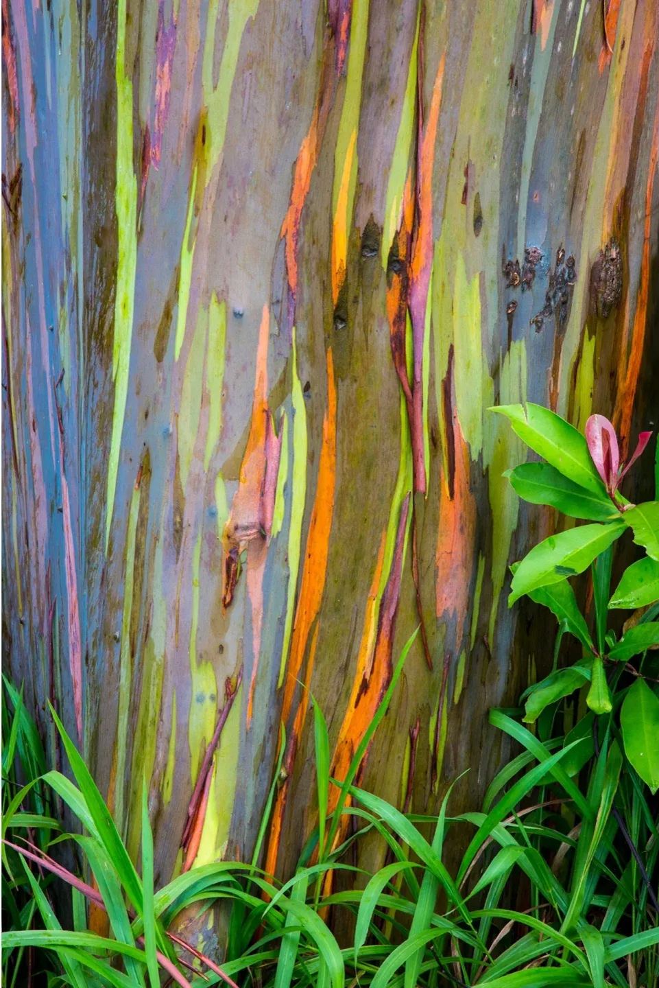 Rainbow Eucalyptus Seeds