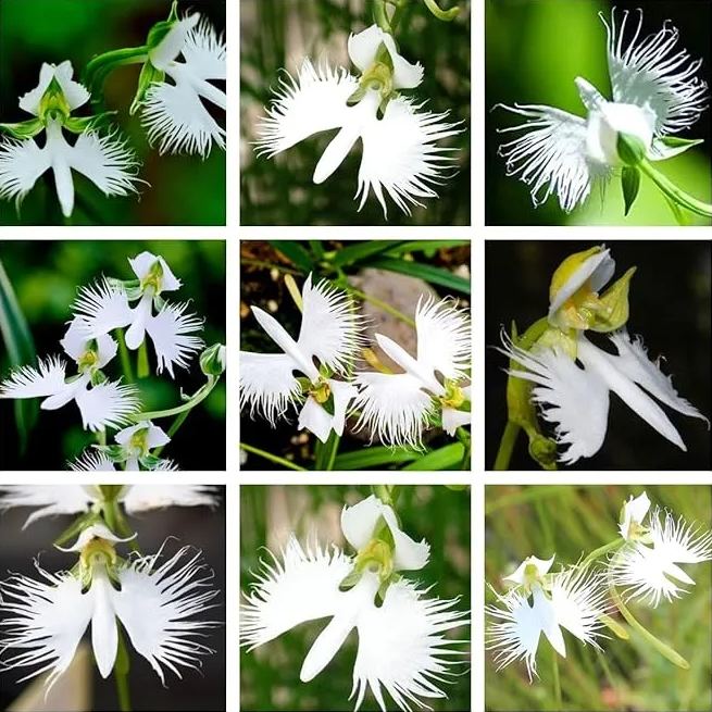 Egret Flower Seeds